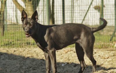 BELKA