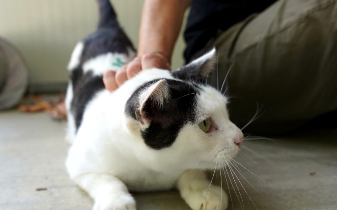 Bro, gatto in cerca di casa con ADICA