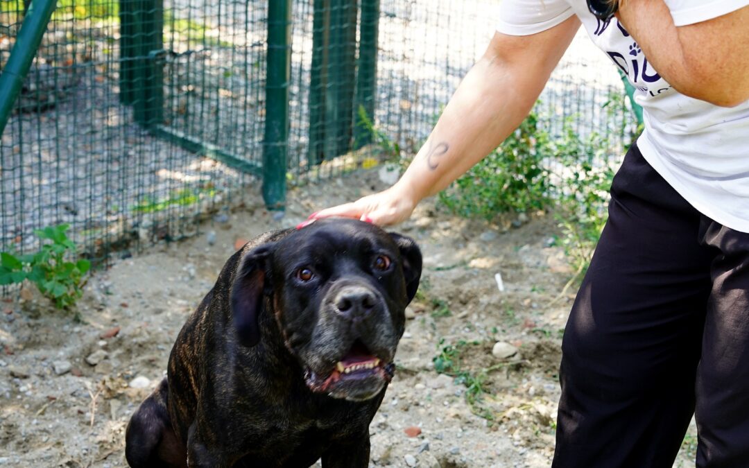 Brock, cane in cerca di casa con ADICA