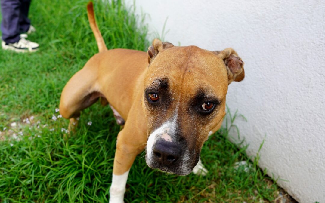Galeno, cane in cerca di casa con ADICA