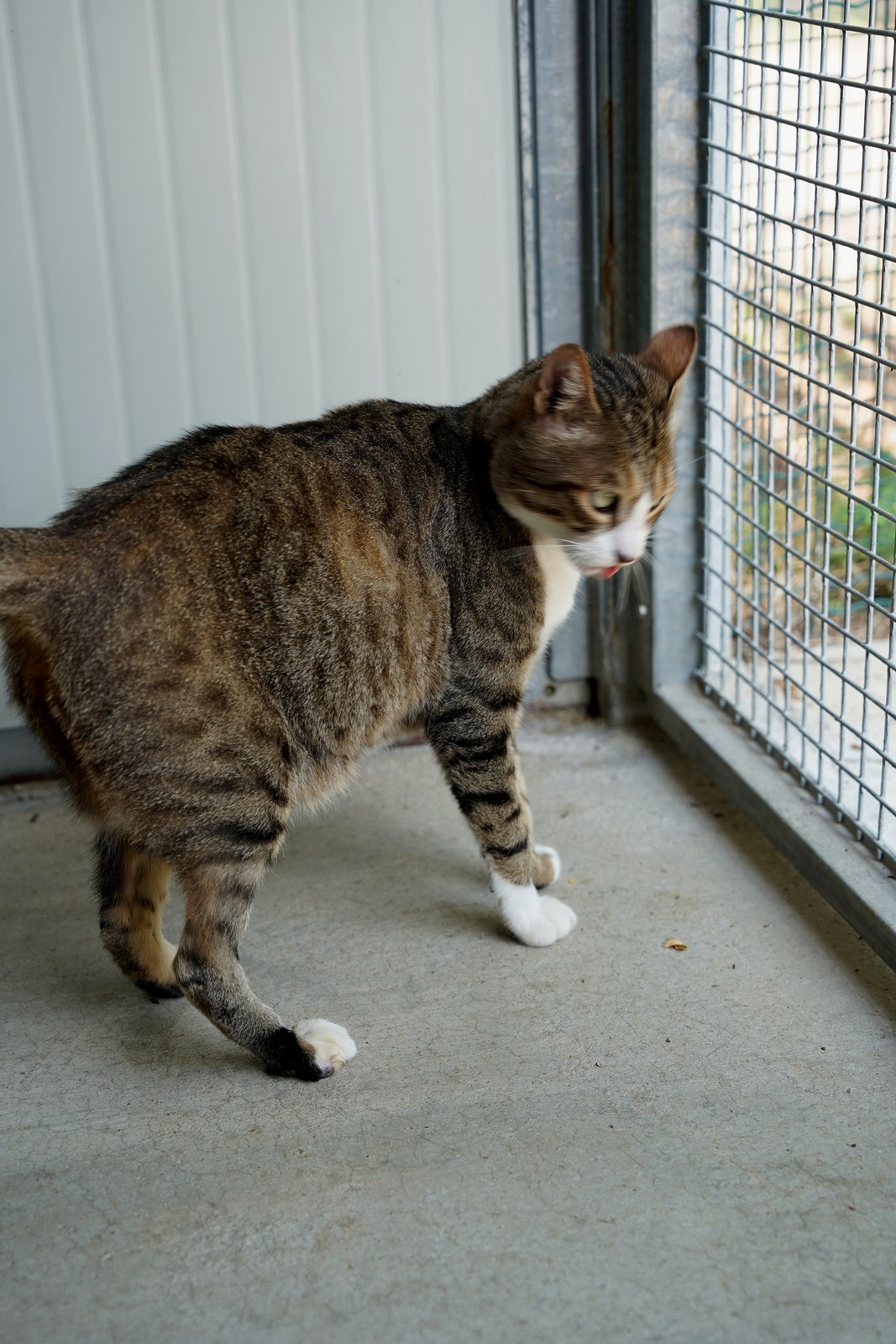Miau cerca casa con ADICA