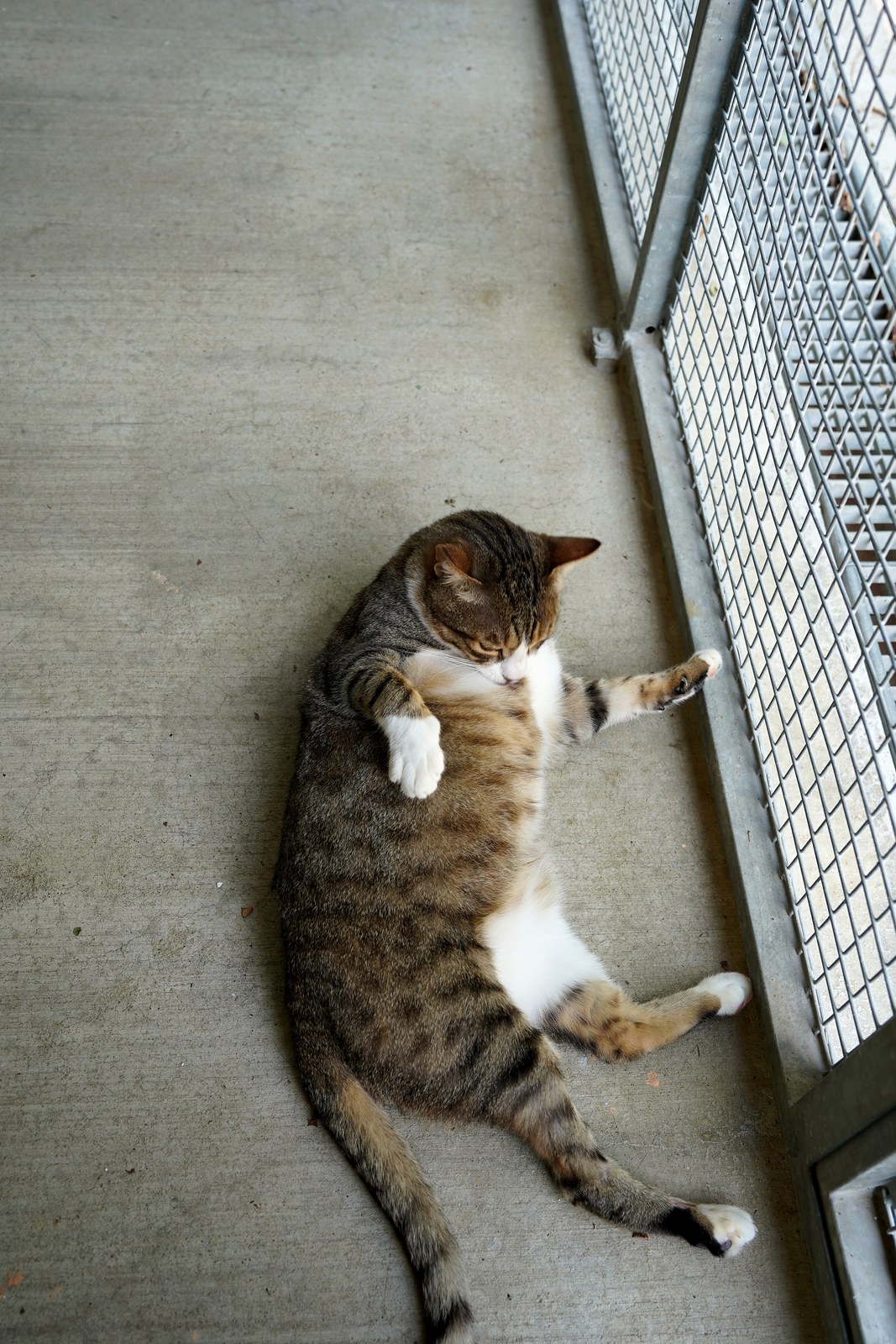 Miau cerca casa con ADICA