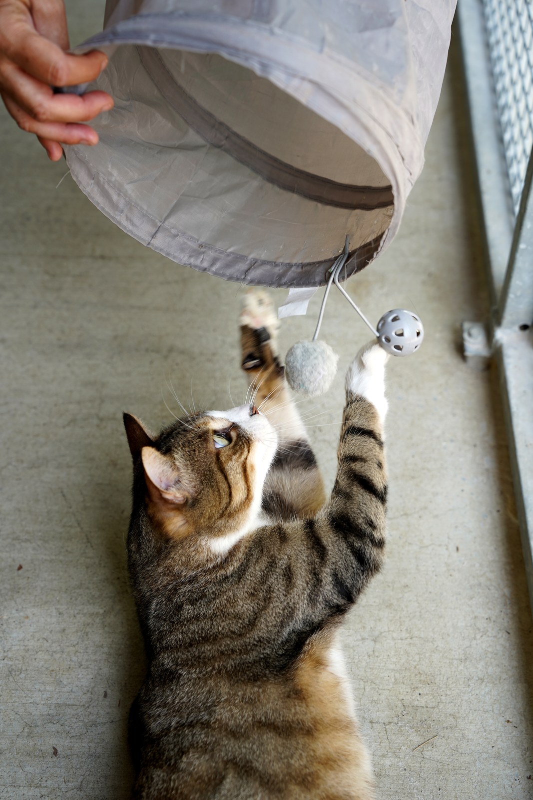 Miau cerca casa con ADICA