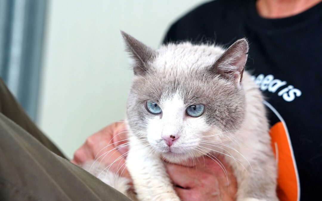 Pino, gatto in cerca di casa con ADICA